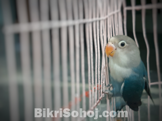 Lovebirds